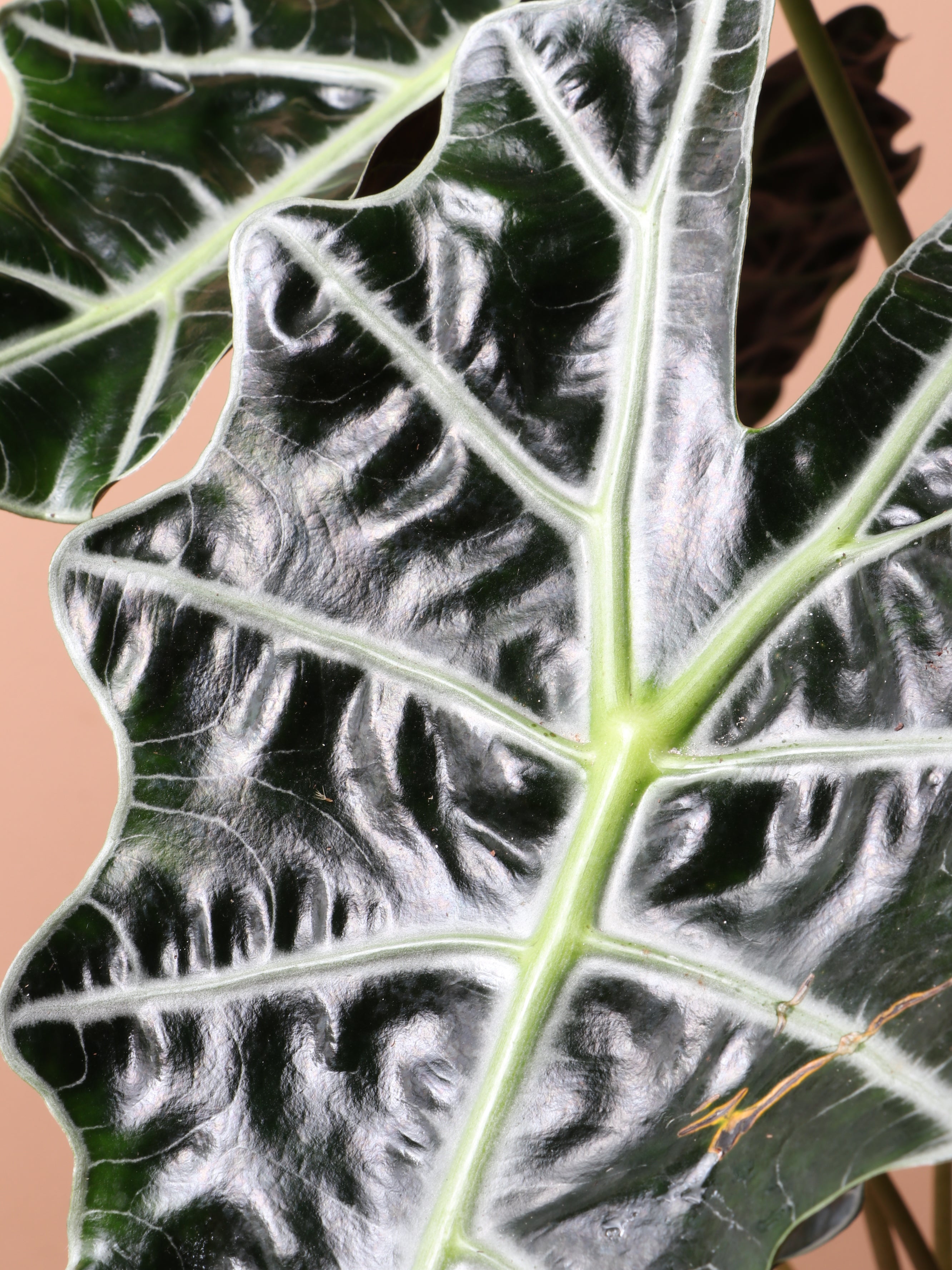 Dahing Plants Alocasia Polly