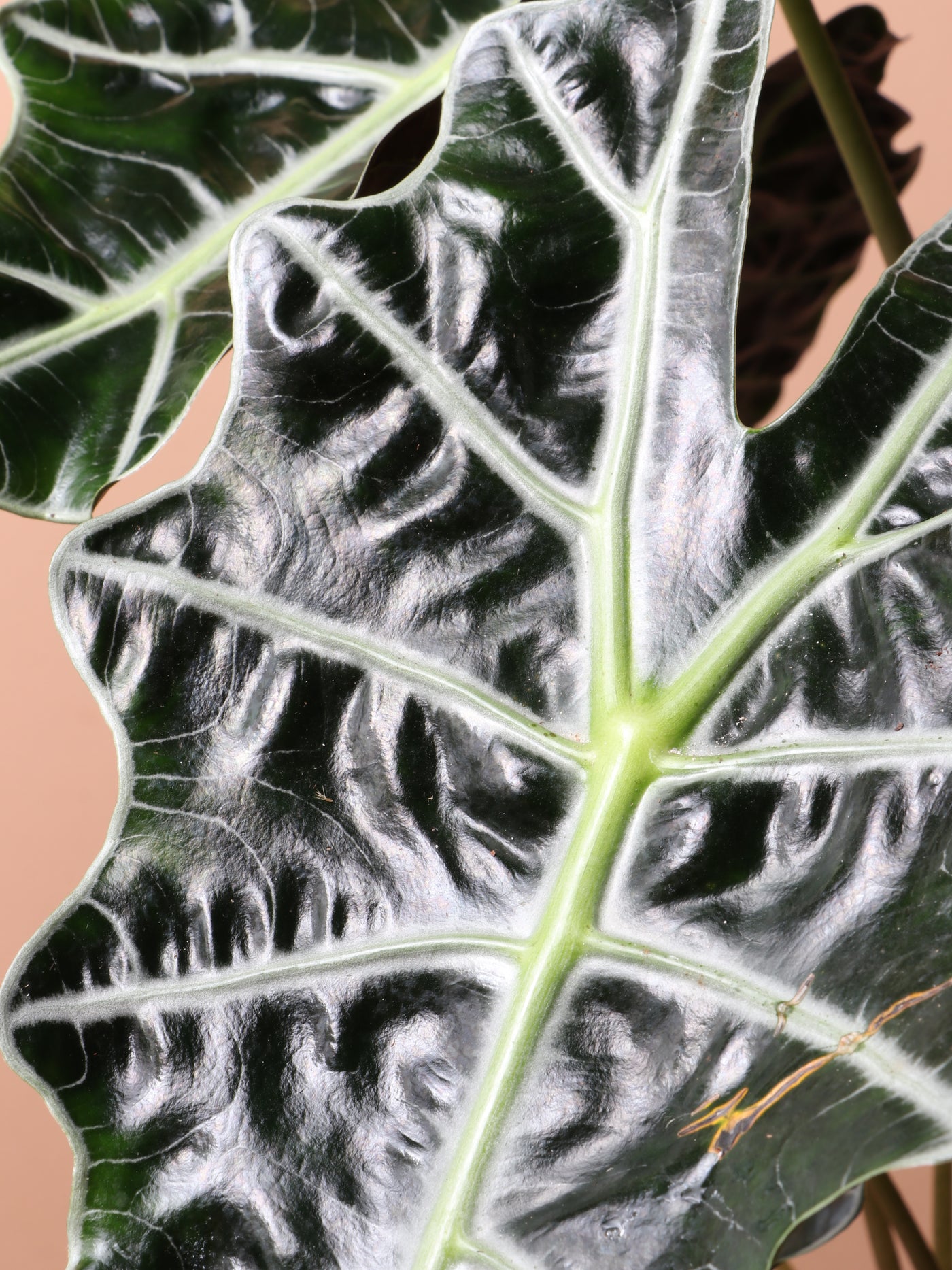 Medium Alocasia Polly