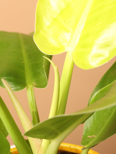 Small Philodendron 'Moonlight'