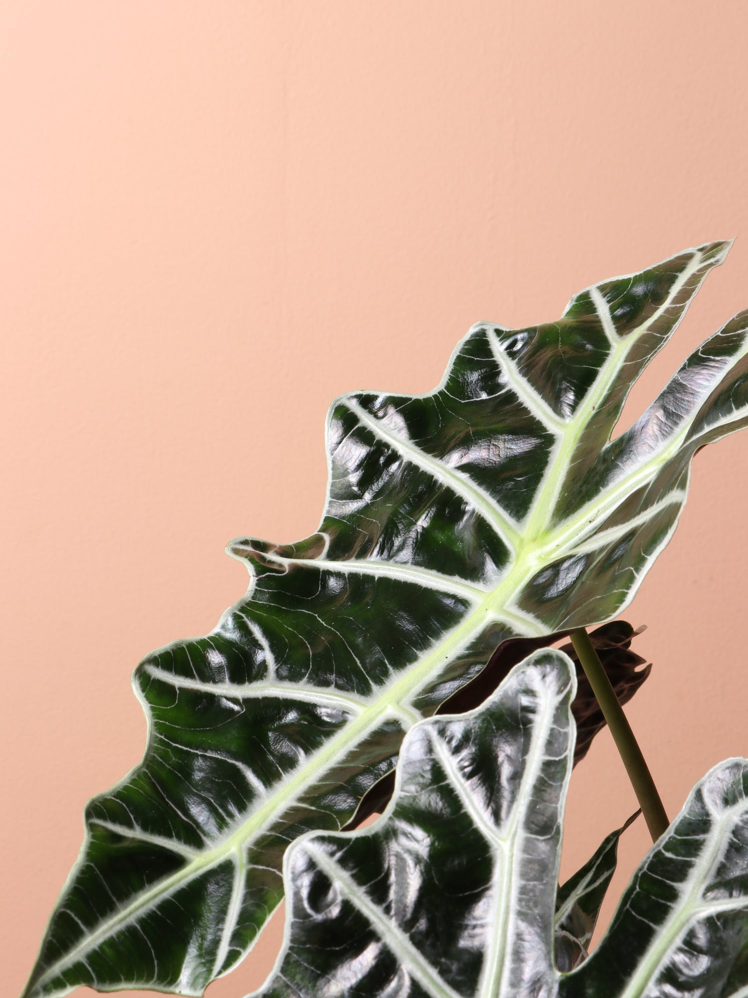 alocasia polly elephant ear plant Buy Alocasia Polly Online | Easy Care House Plant