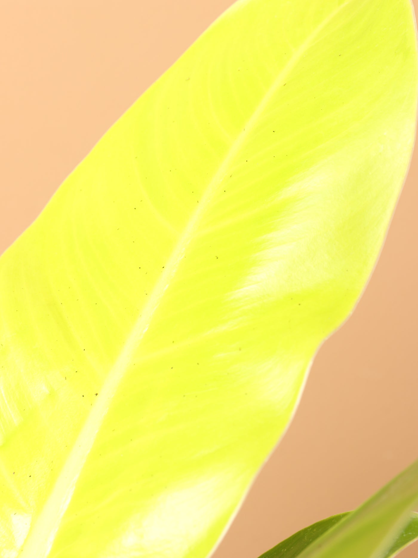 Small Philodendron 'Moonlight'