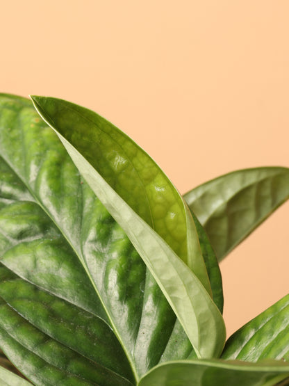 Medium Monstera Peru