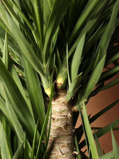 yucca cane plant size Buy Huge Yucca Cane Online | Large Indoor Plant
