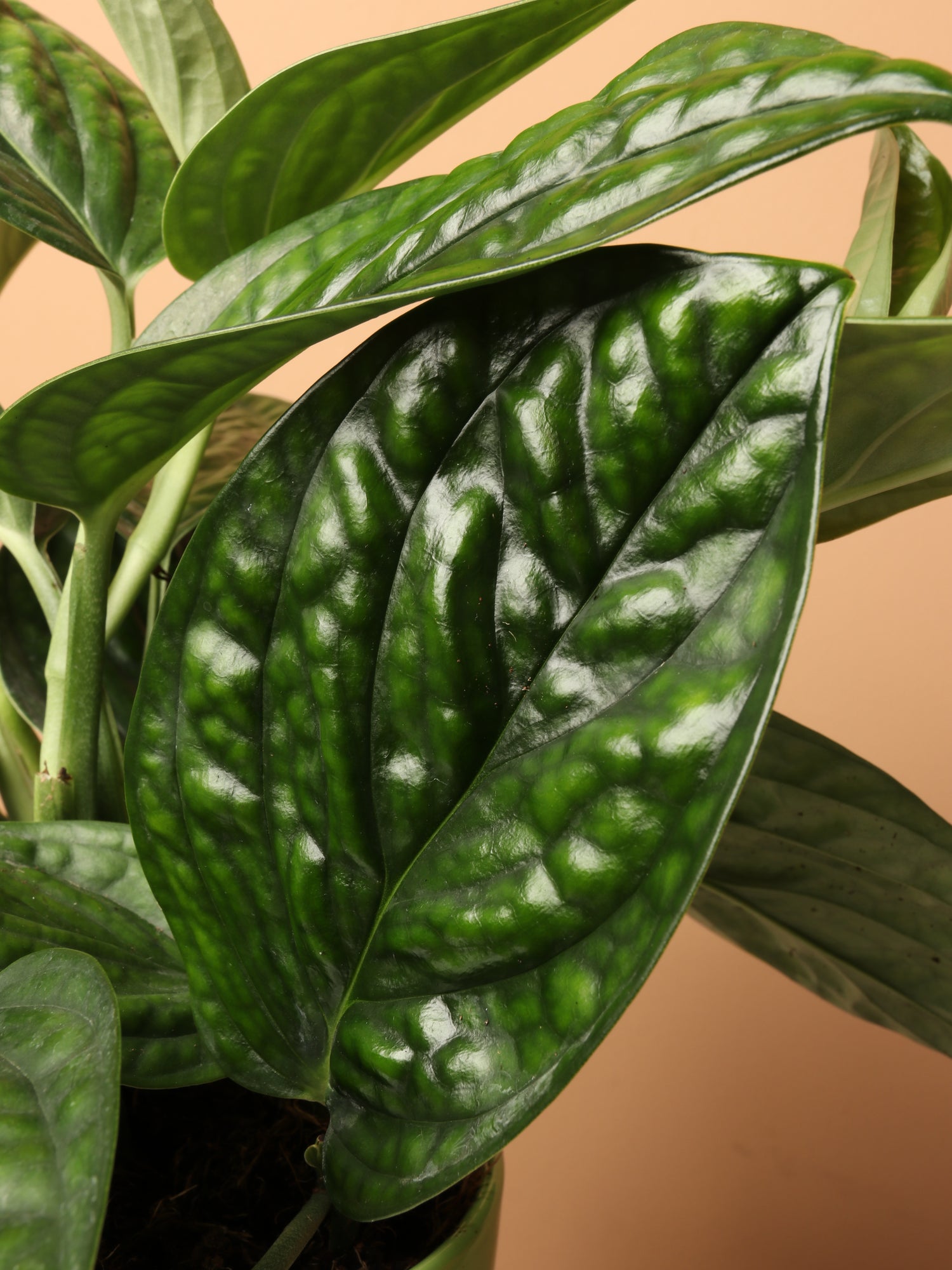 monstera peru fenestration Buy Medium Monstera Peru Online | Rare Indoor Plant