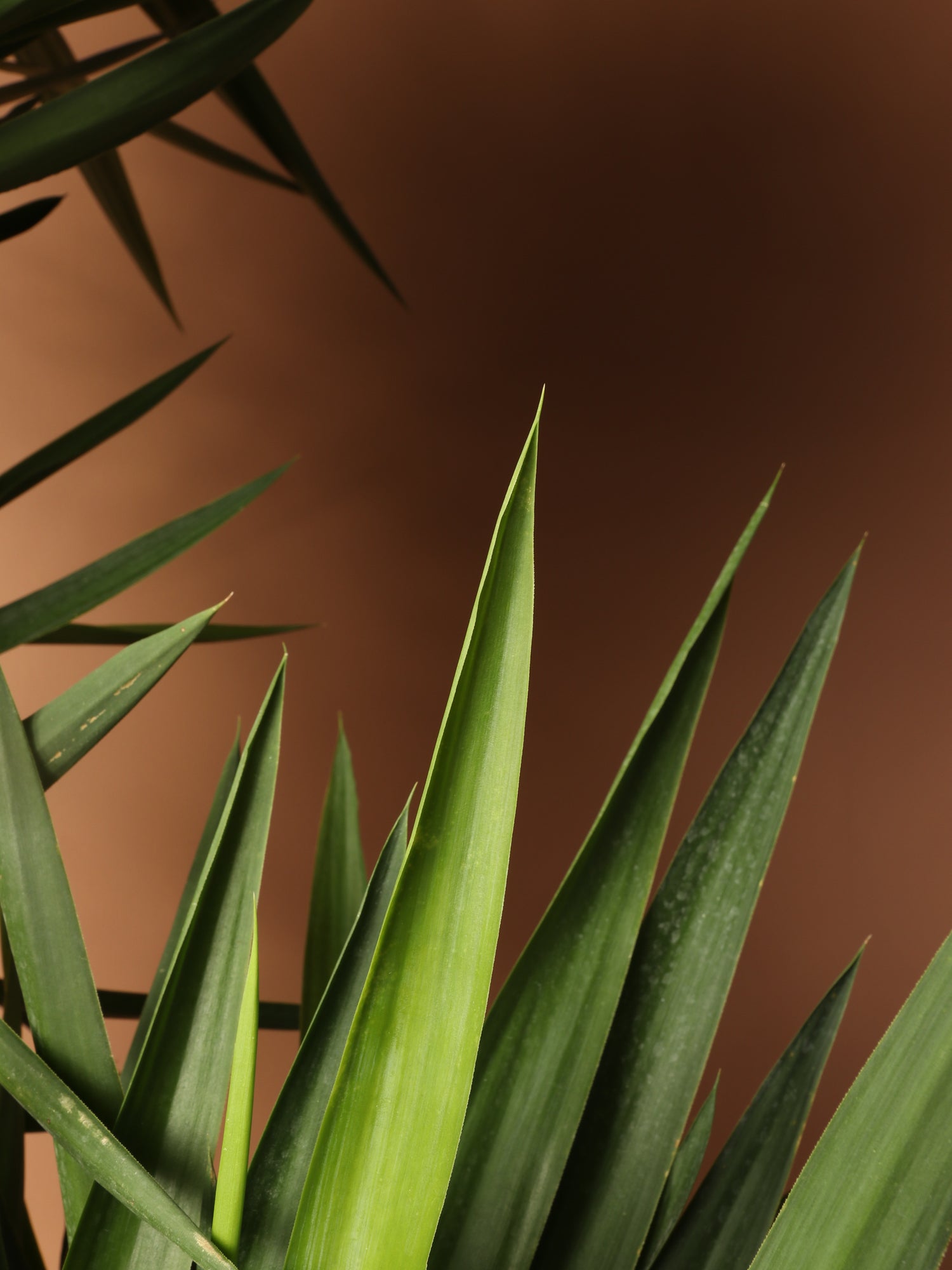 fancy yucca cane plant Buy Huge Yucca Cane Online | Large Indoor Plant