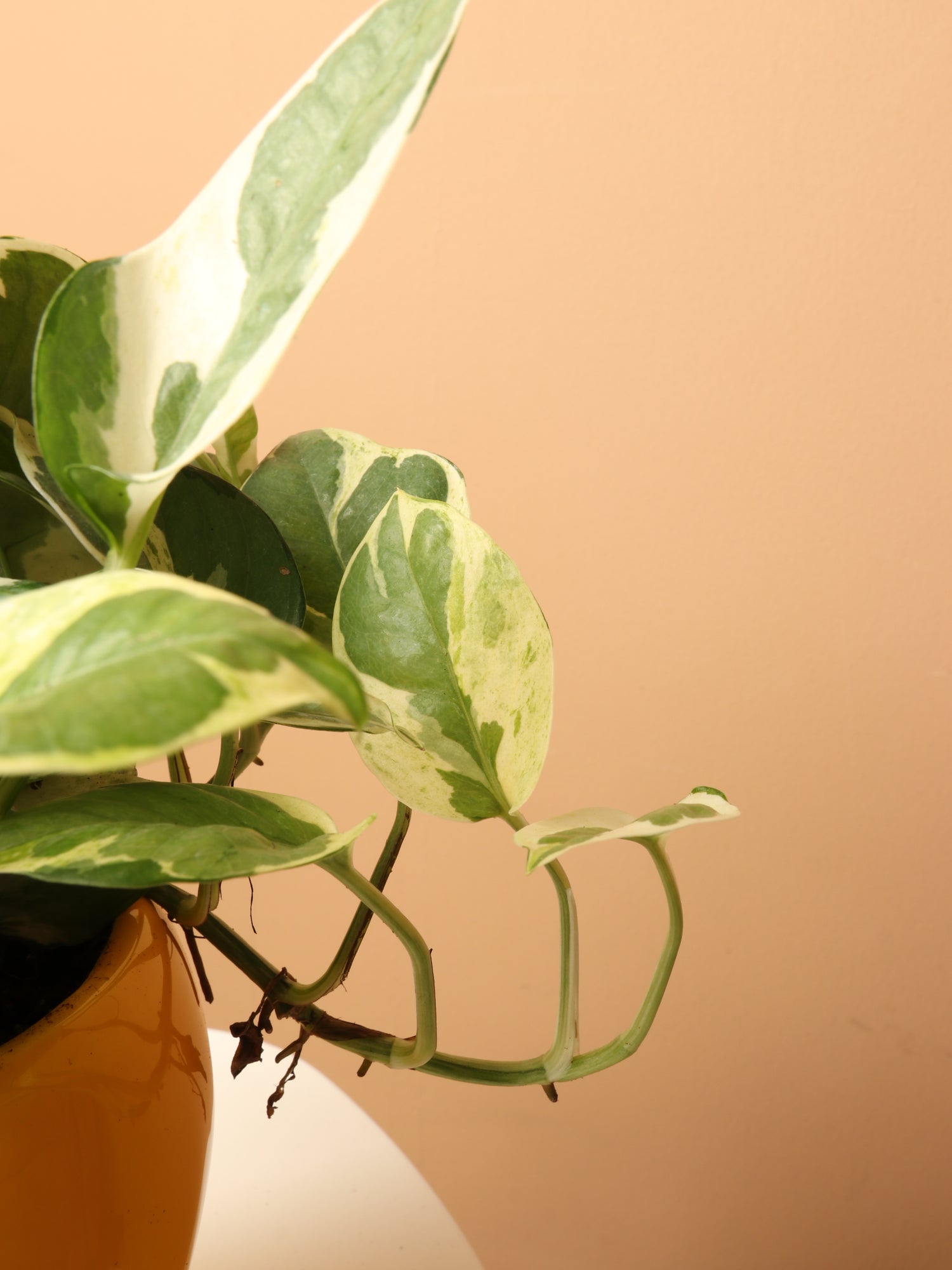 Medium Pothos Pearl and Jade – Dahing Plants