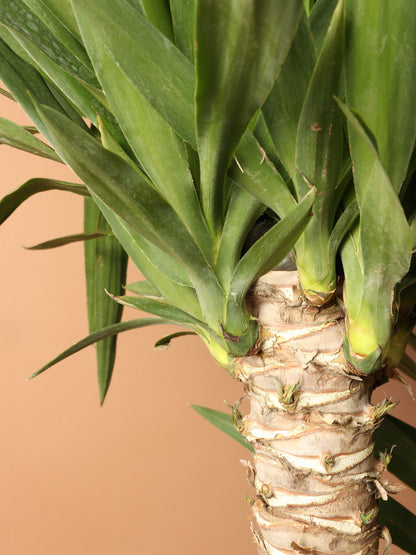 gal yucca cane plant Buy Huge Yucca Cane Online | Large Indoor Plant