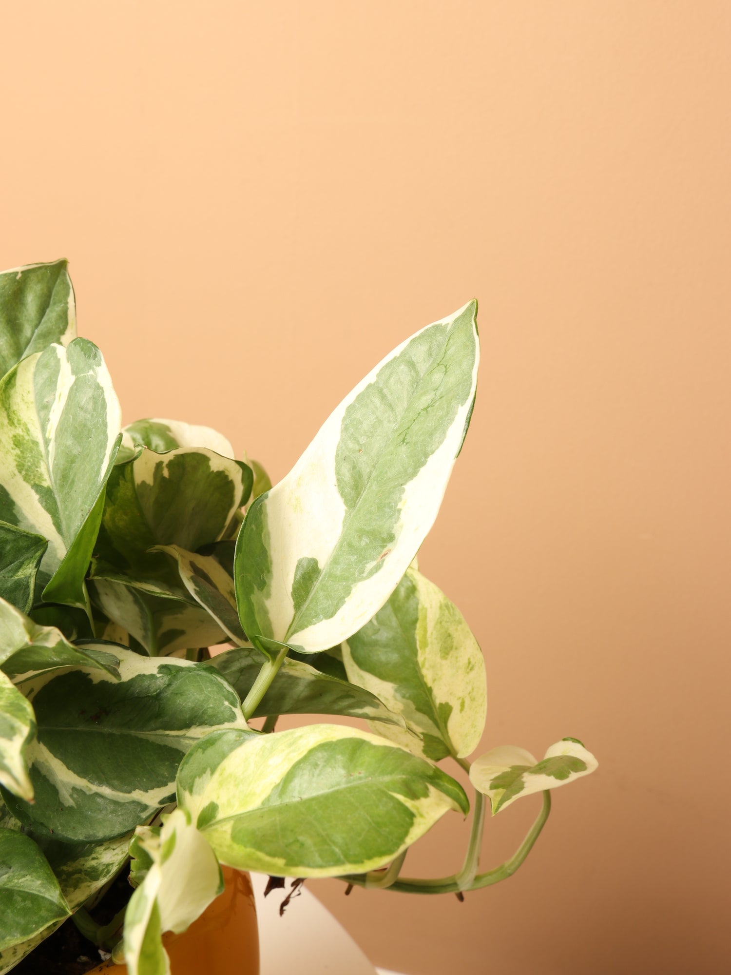 Medium Pothos Pearl and Jade – Dahing Plants