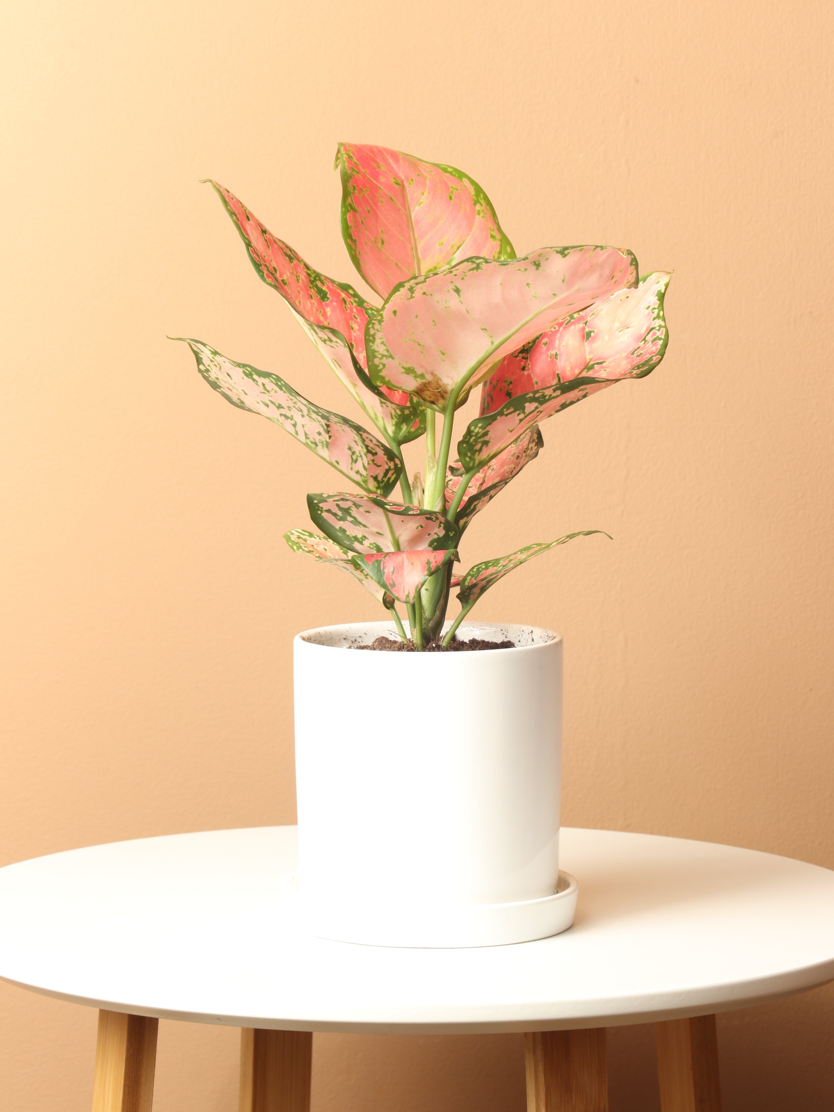 Small Chinese Evergreen 'Wishes' (Aglaonema)