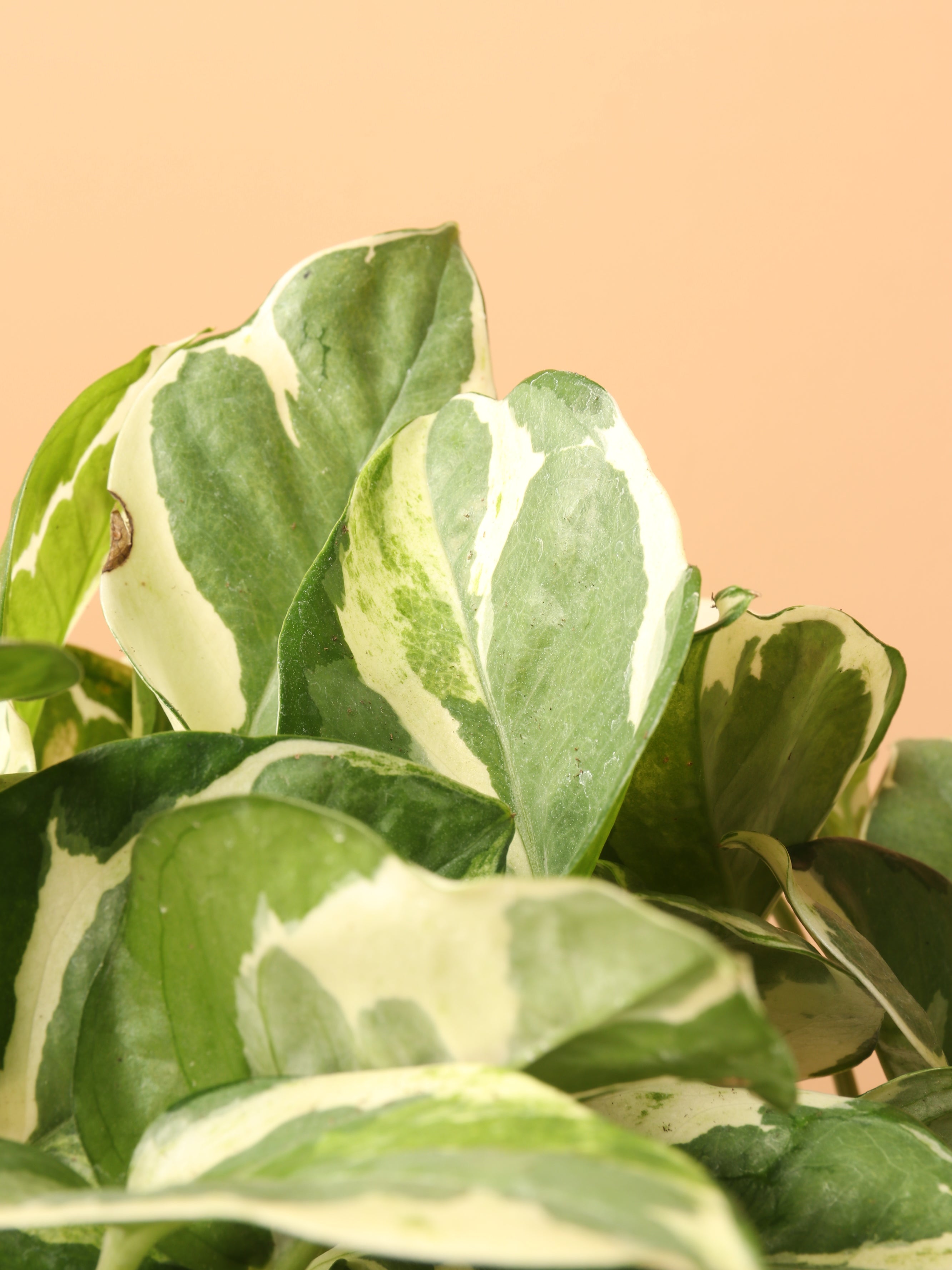 Medium Pothos Pearl and Jade – Dahing Plants