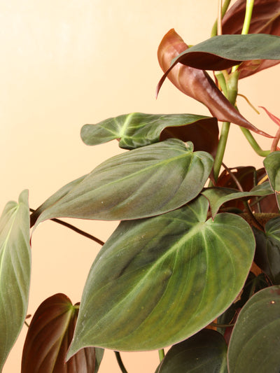 Large Philodendron Mican Pole