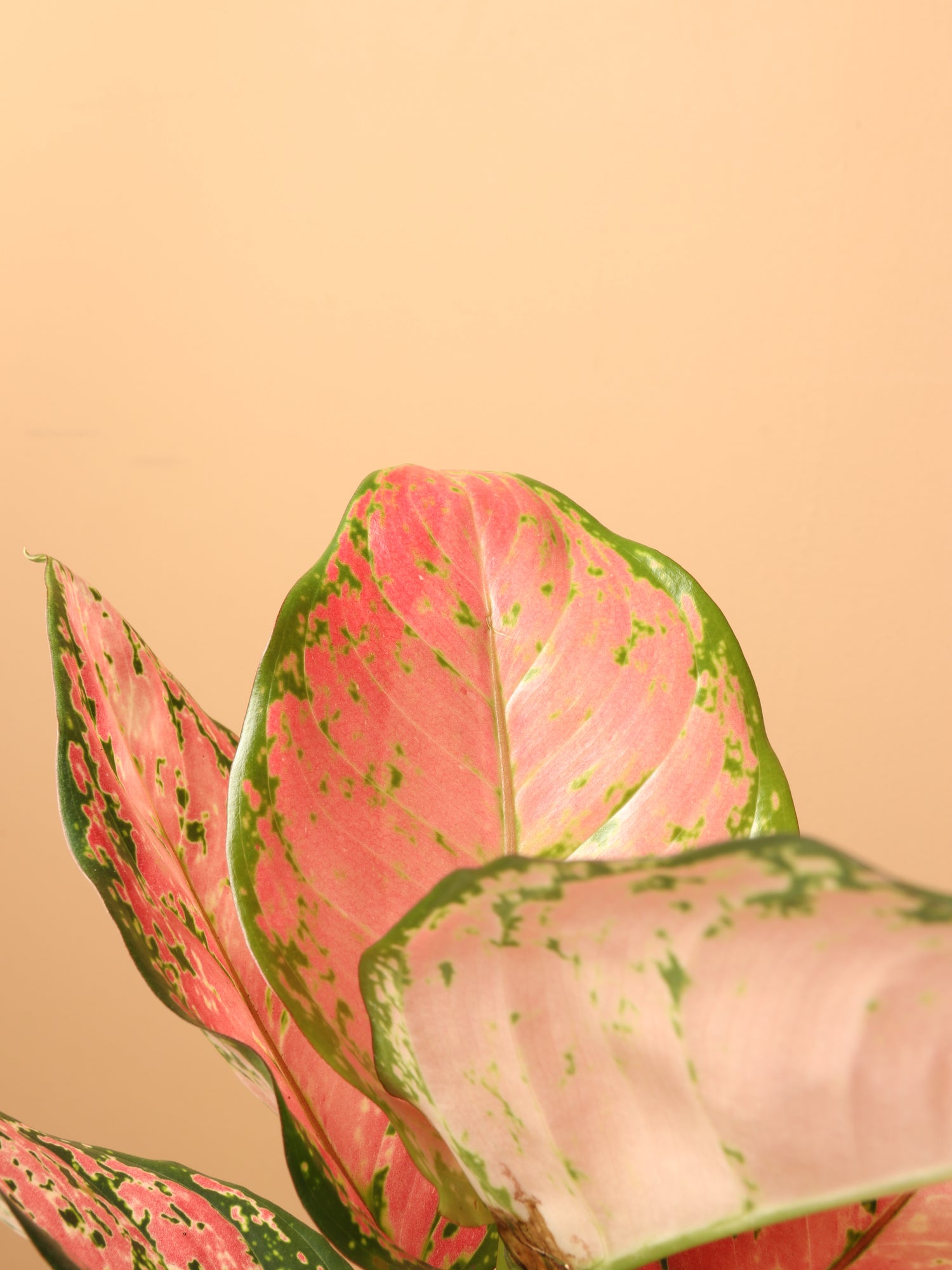 aglaonema wishes Small Chinese Evergreen 'Wishes' (Aglaonema) – Dahing Plants