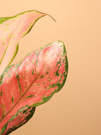 Small Chinese Evergreen &