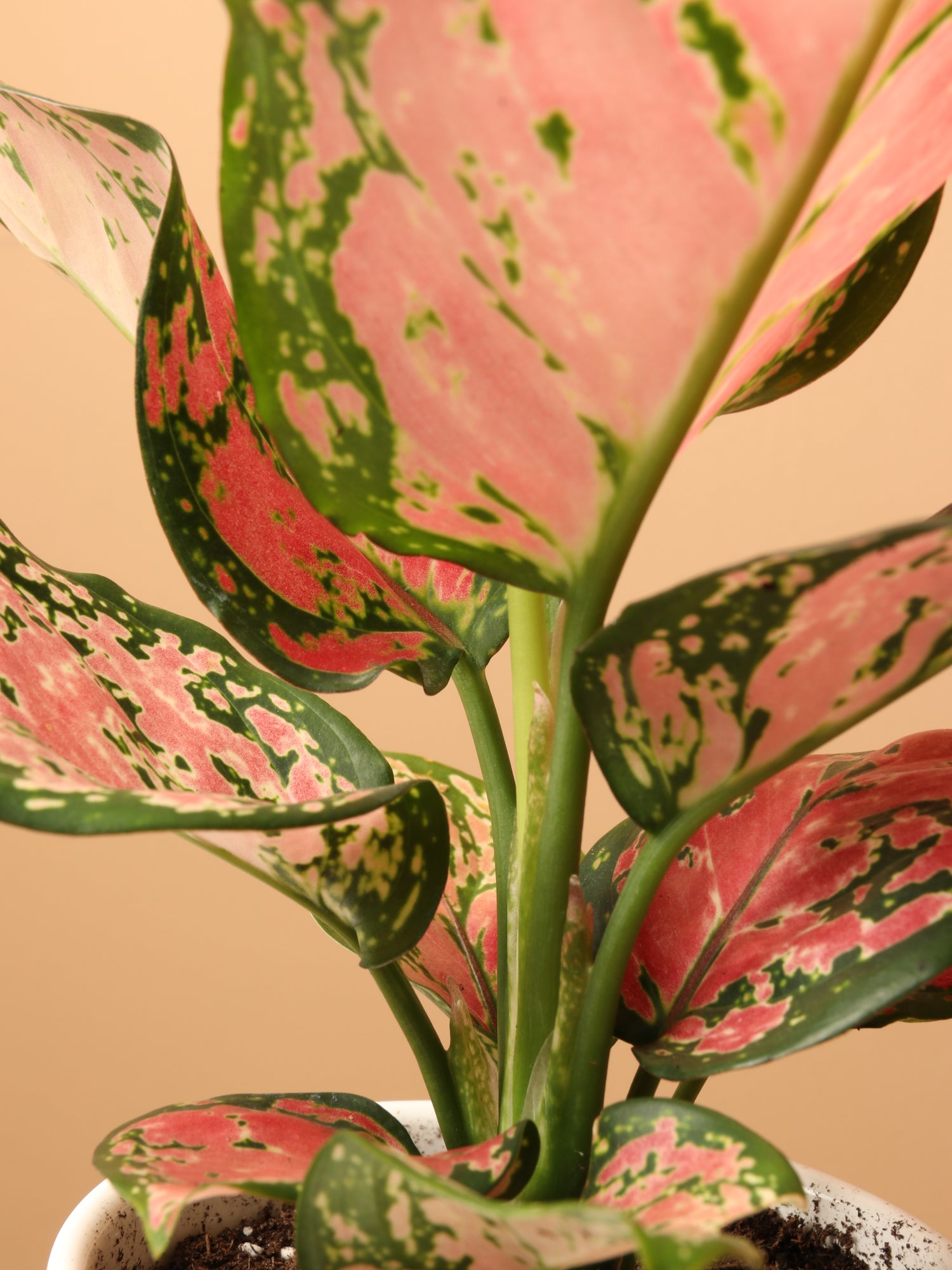Small Chinese Evergreen 'Wishes' (Aglaonema) – Dahing Plants