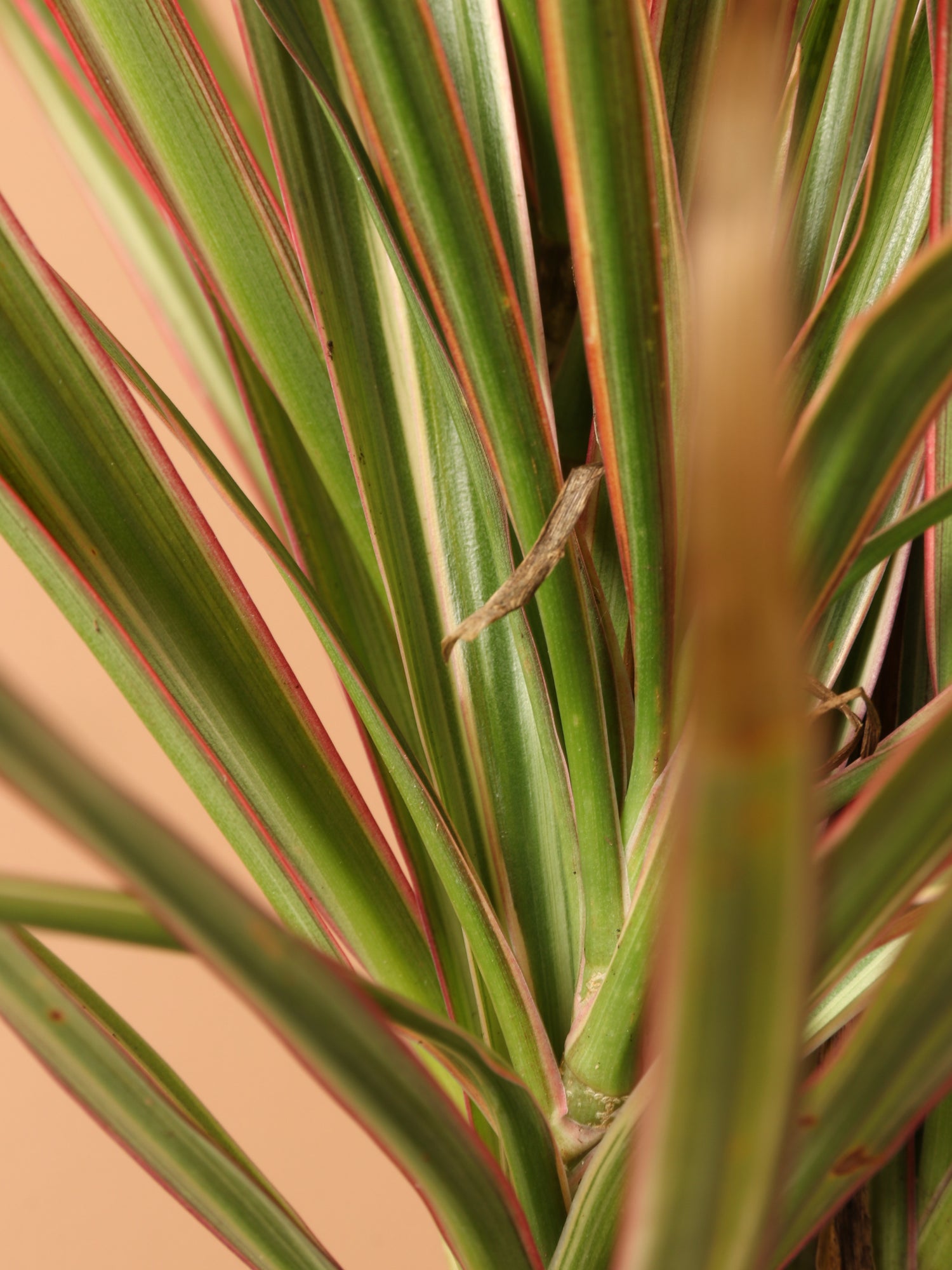 dracaena plant red edged Live Small size Dracaena Marginata