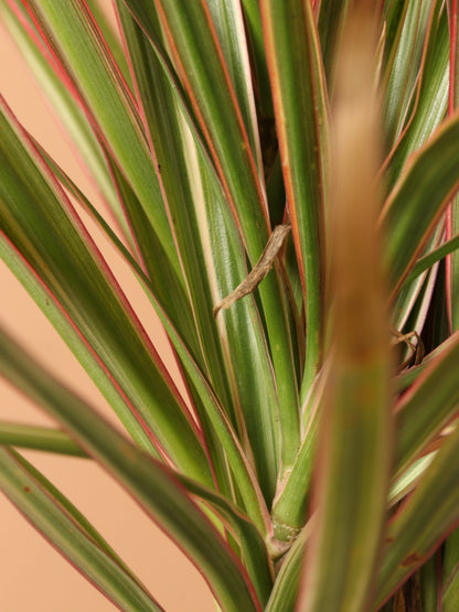 mini dracaena marginata Small Dracaena Marginata Stump – Dahing Plants