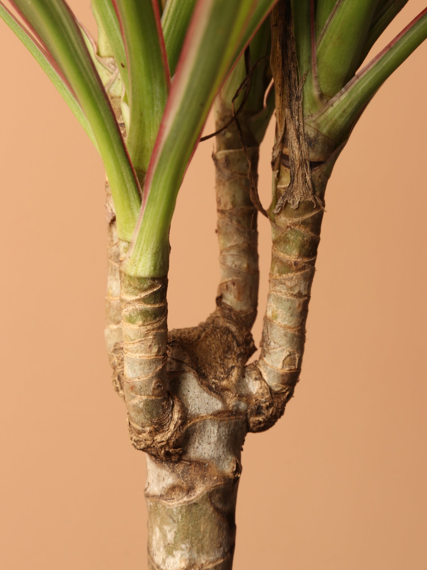 dracaena marginata tronco blando Small Dracaena Marginata Stump – Dahing Plants