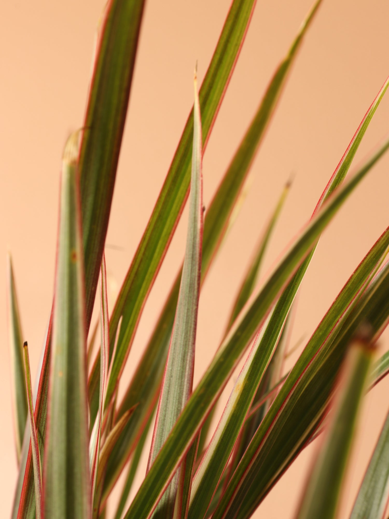dracaena small leaves Live Small size Dracaena Marginata