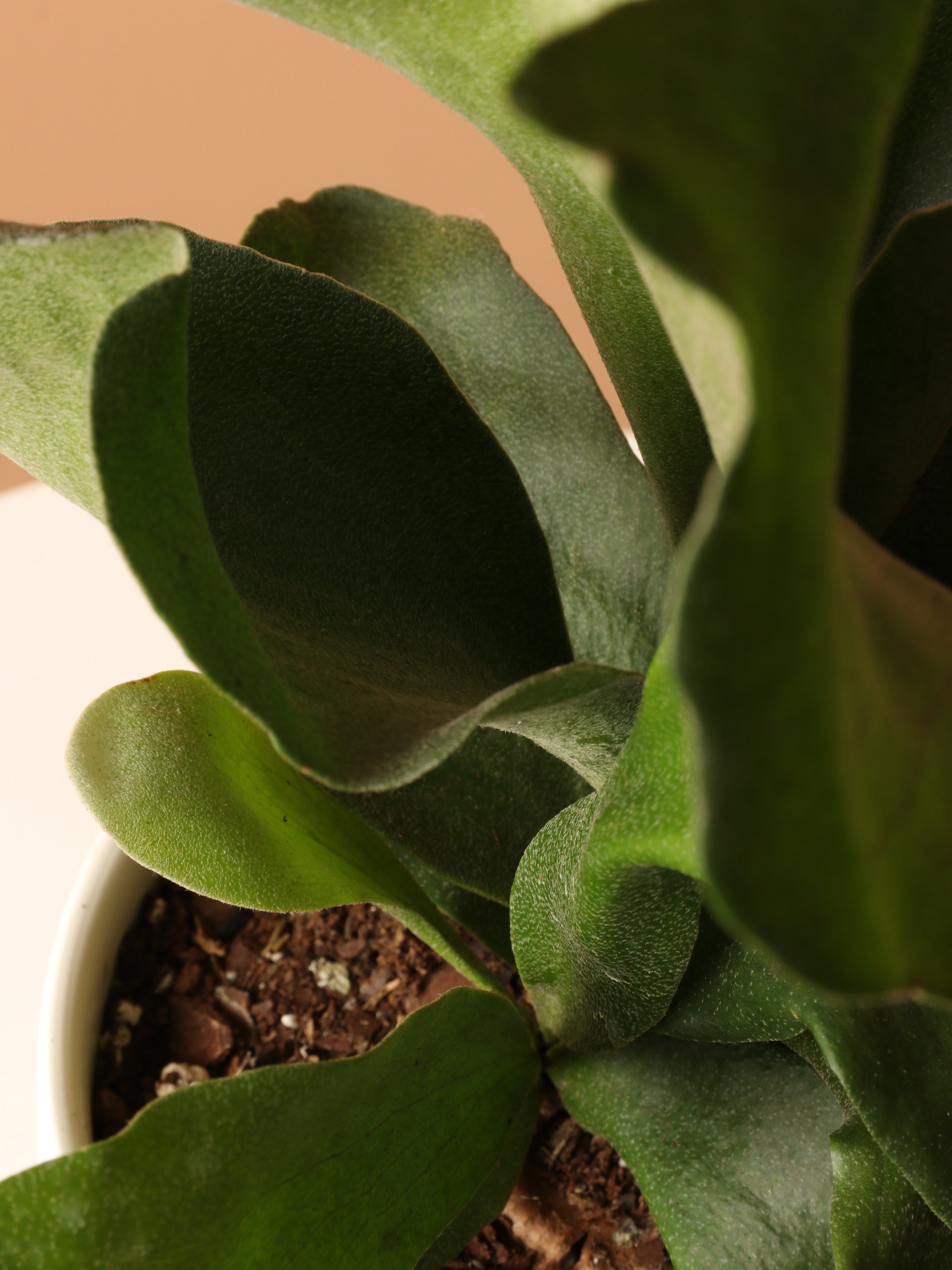 Dahing Plants Staghorn Fern - Thumbnail 4