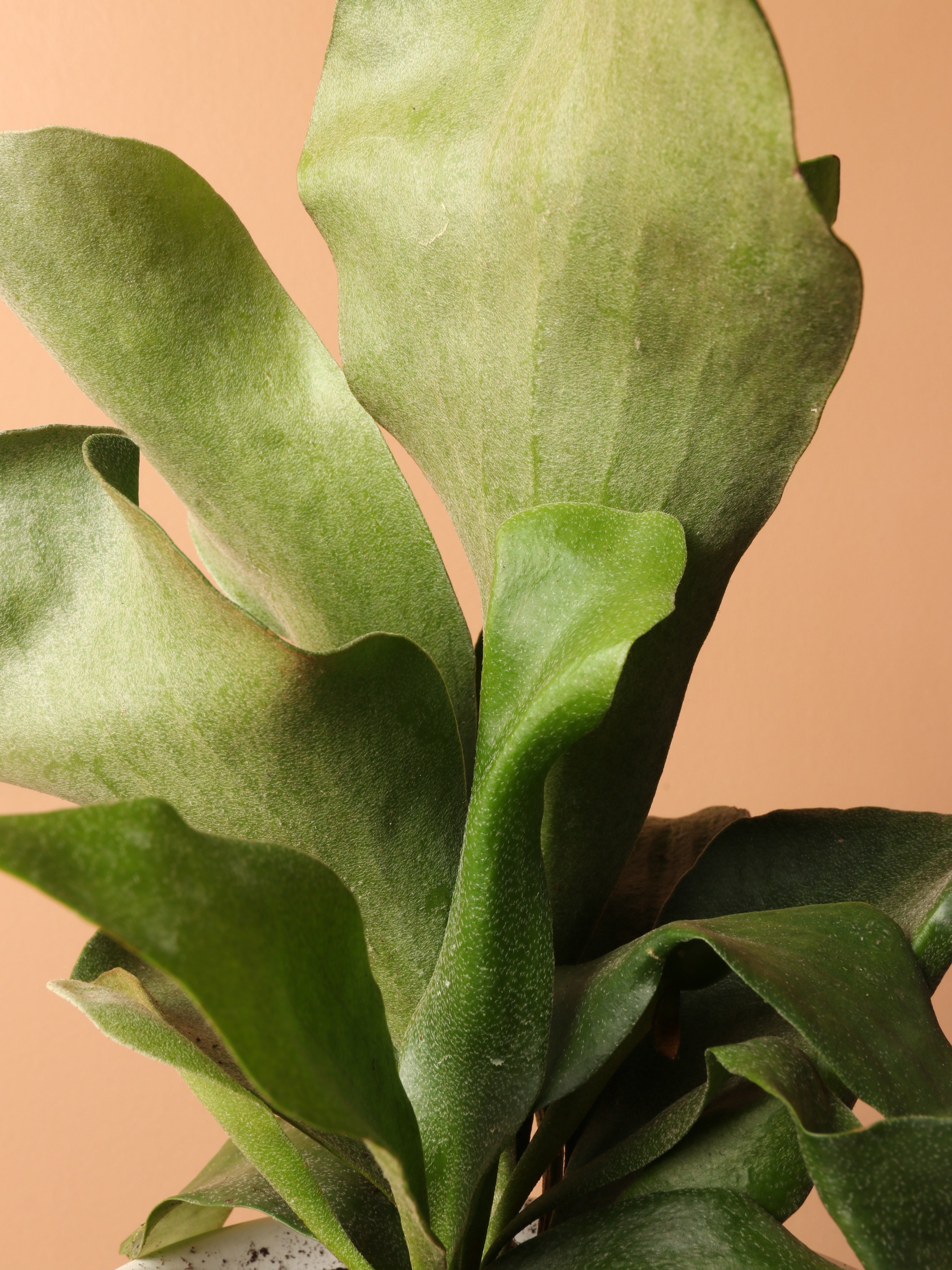 Dahing Plants Staghorn Fern - Thumbnail 3