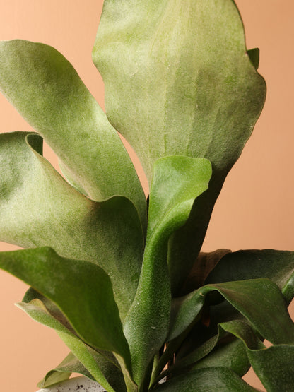 Medium Staghorn Fern