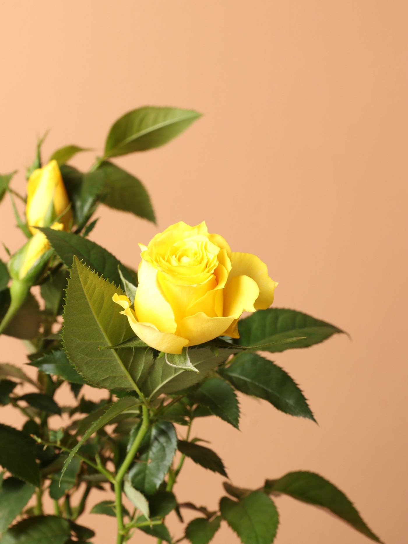 Small Mini Rose (Yellow) – Dahing Plants