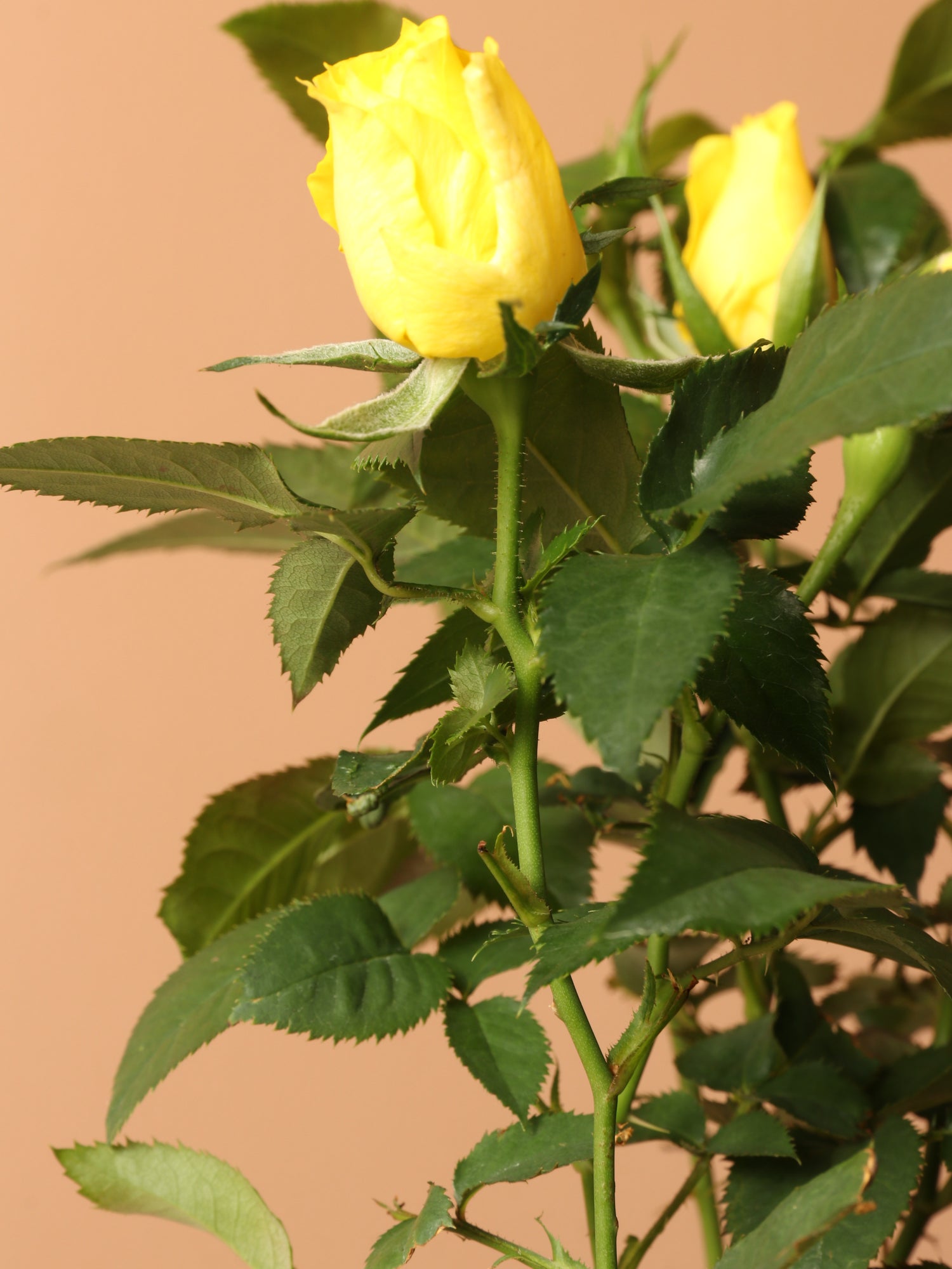 yellow rose indoor plant Small Mini Rose (Yellow)
