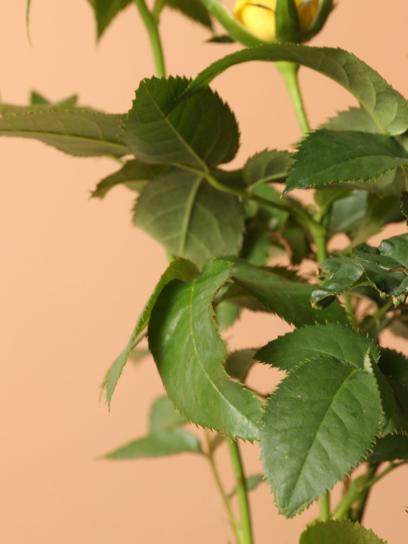 Small Mini Rose (Yellow) – Dahing Plants