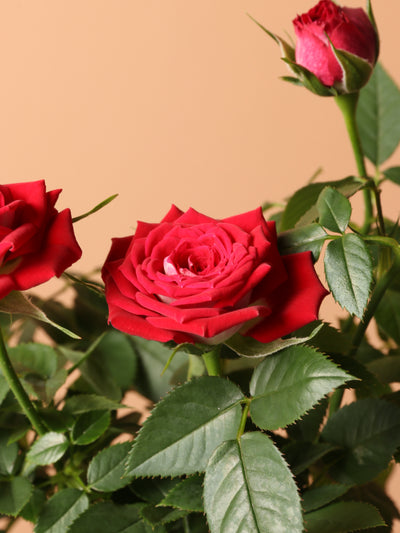 Small Mini Rose (Red)