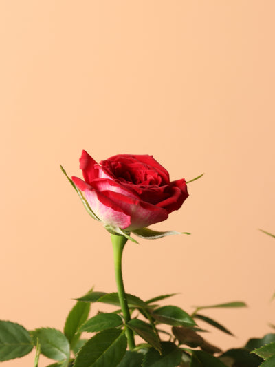 Small Mini Rose (Red)