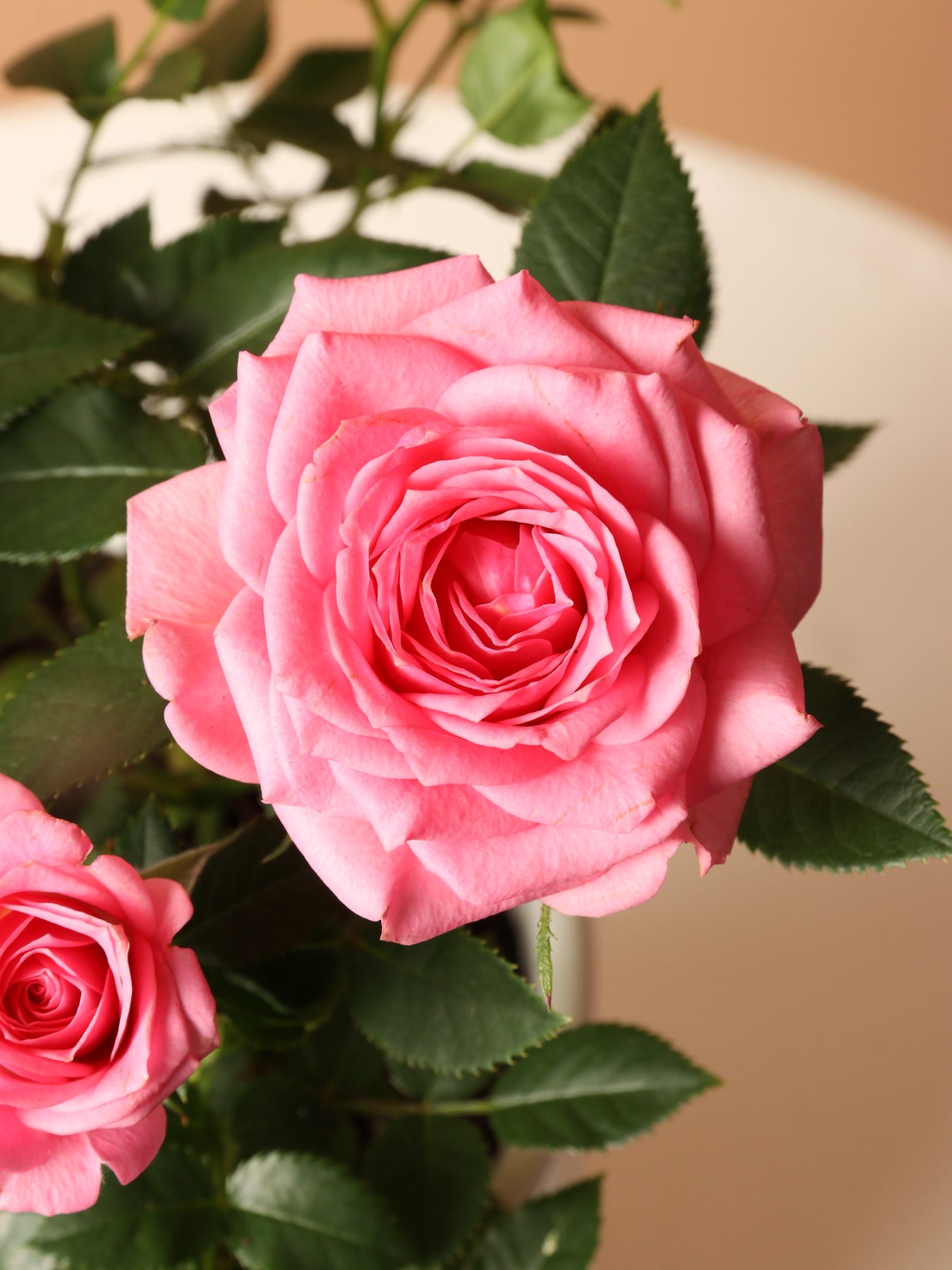 Small Mini Rose (Pink) – Dahing Plants