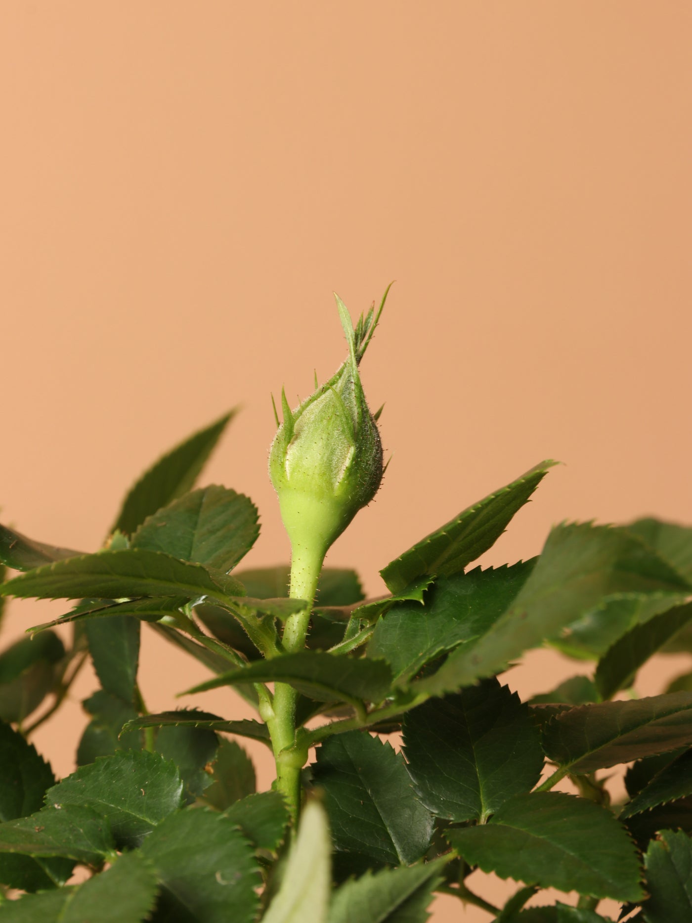 Small Mini Rose (Pink)