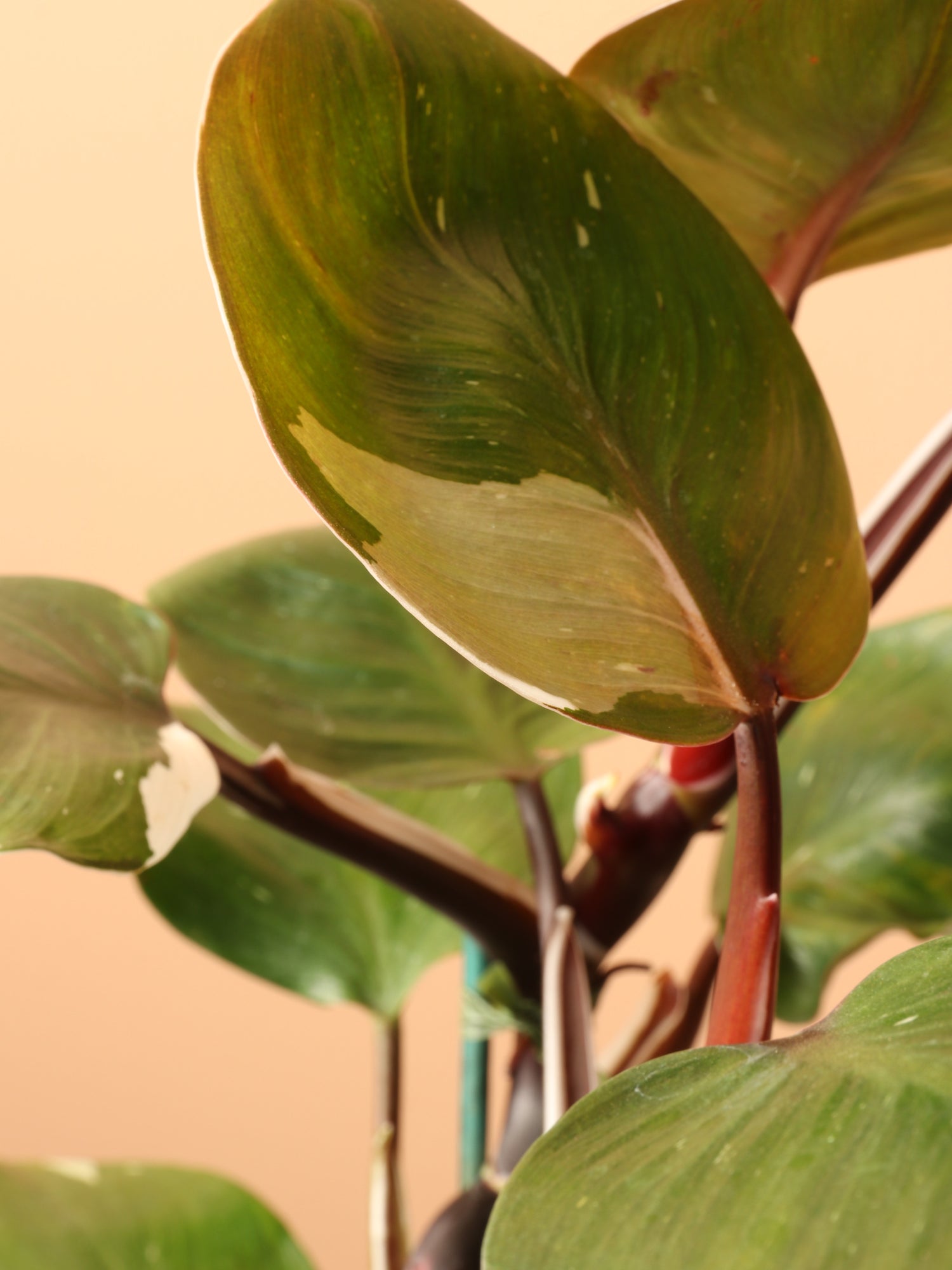 Medium Philodendron &