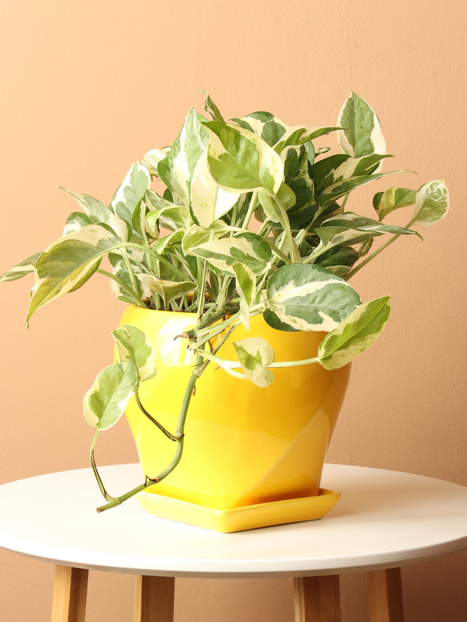 Medium Pothos Pearl and Jade – Dahing Plants