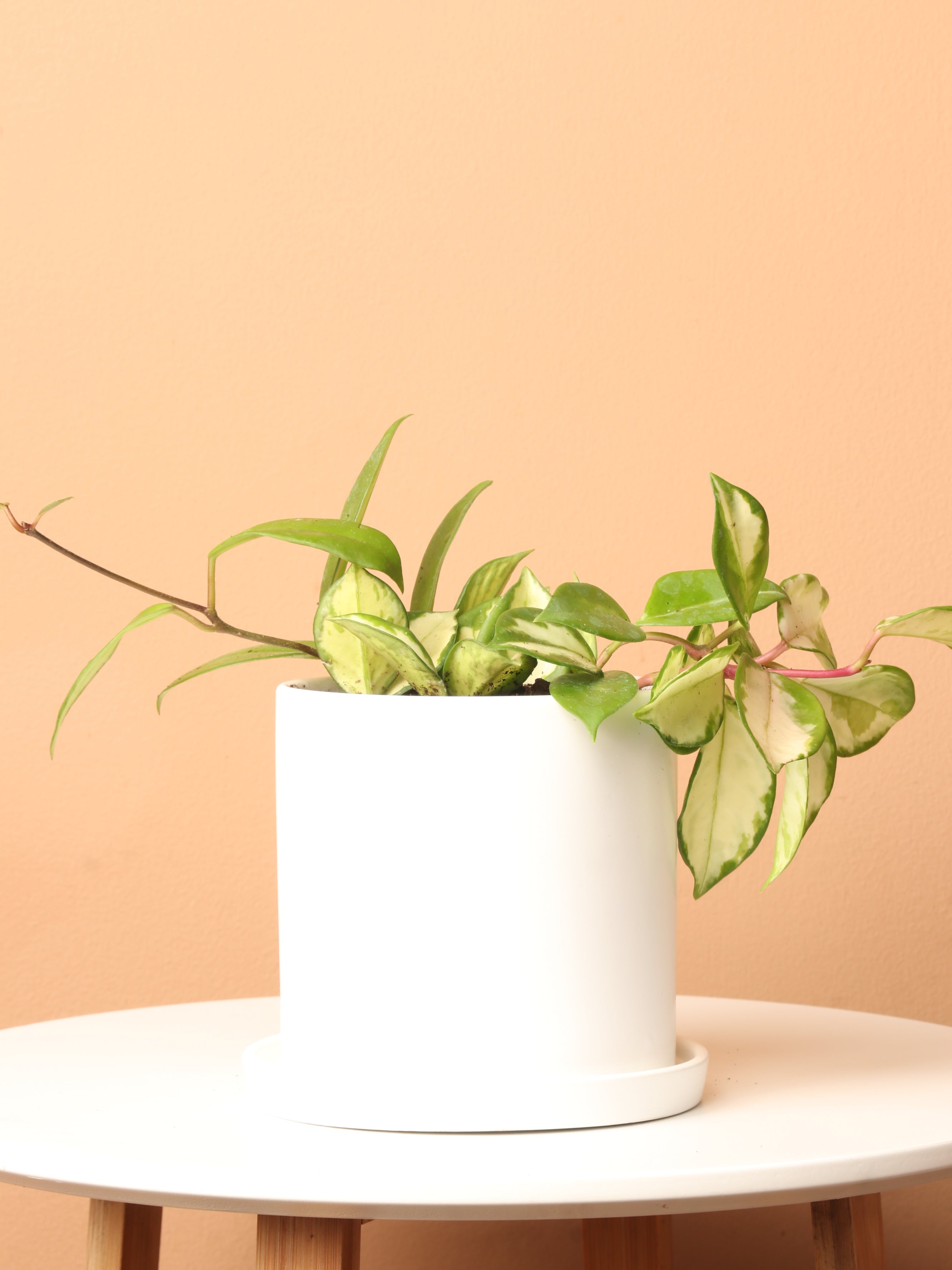 Small Hoya &
