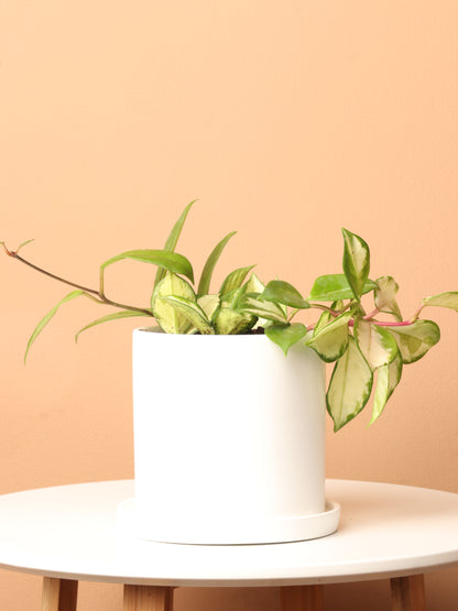 Small Hoya &