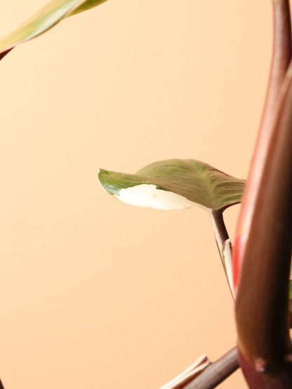 Medium Philodendron &