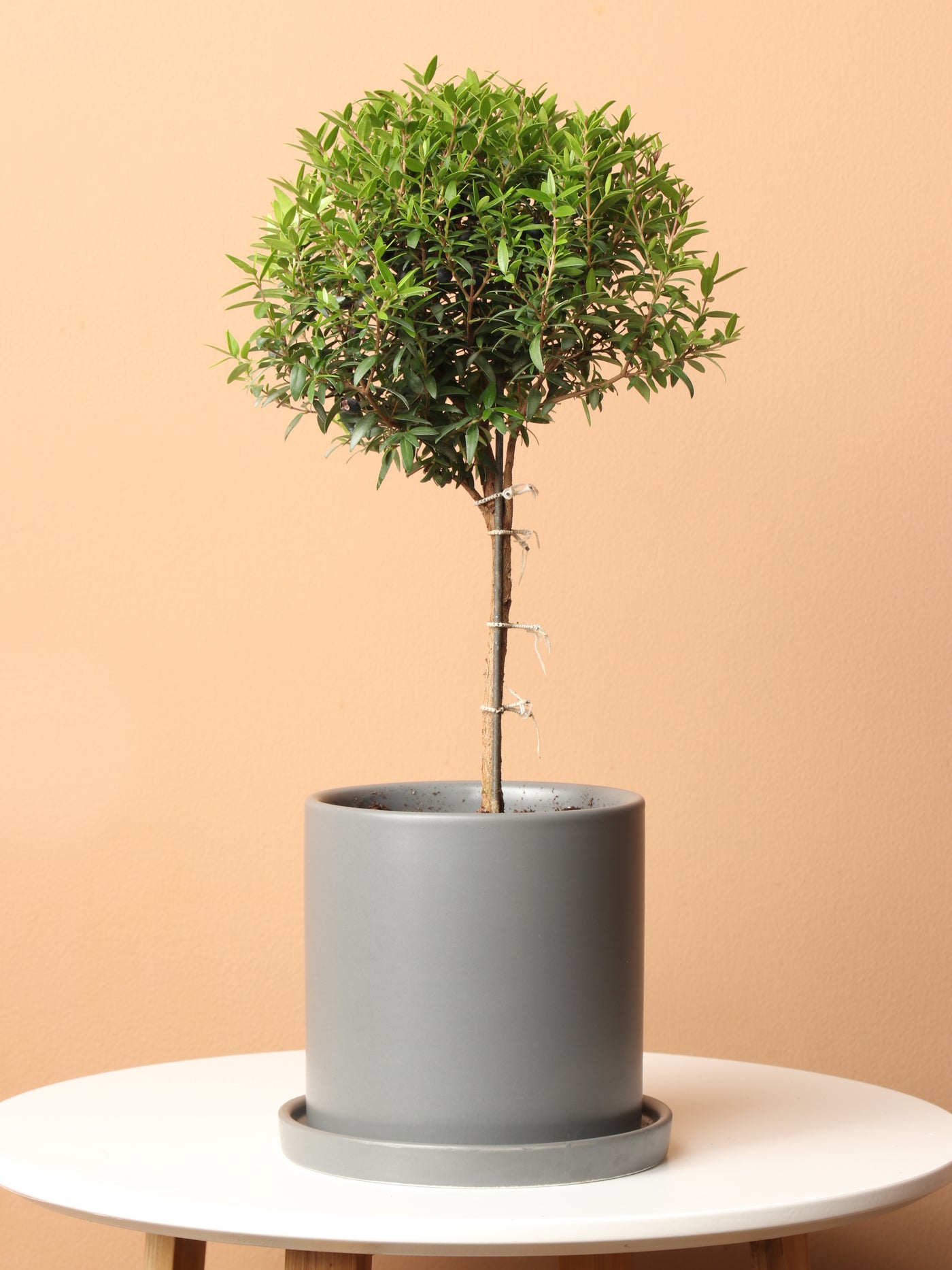 Small Common Myrtle