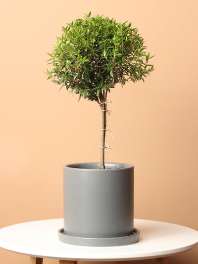 Small Common Myrtle