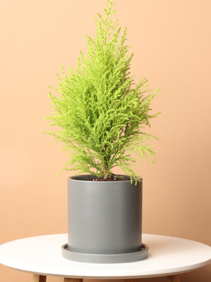 Small Lemon Cypress