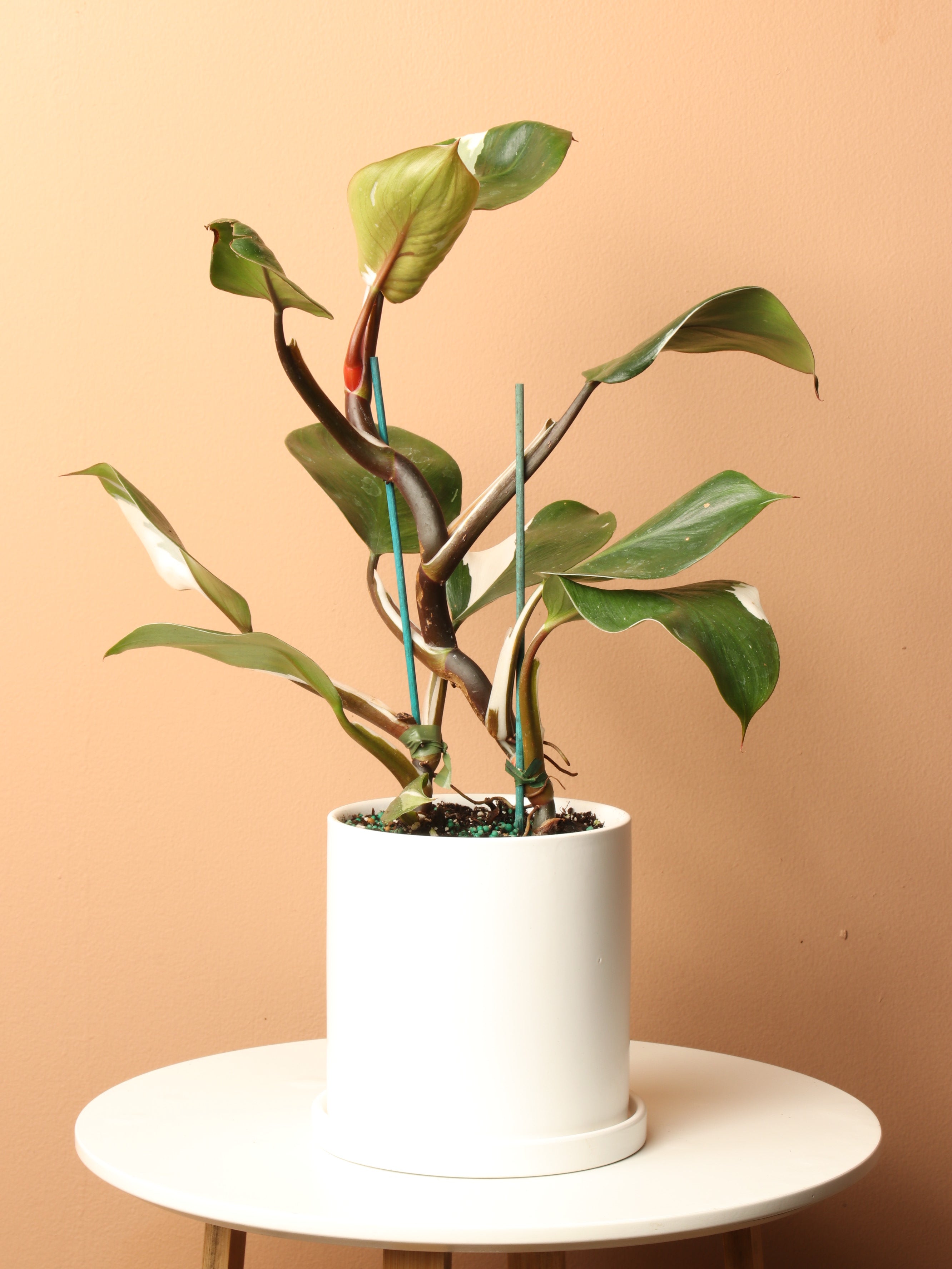 Medium Philodendron &