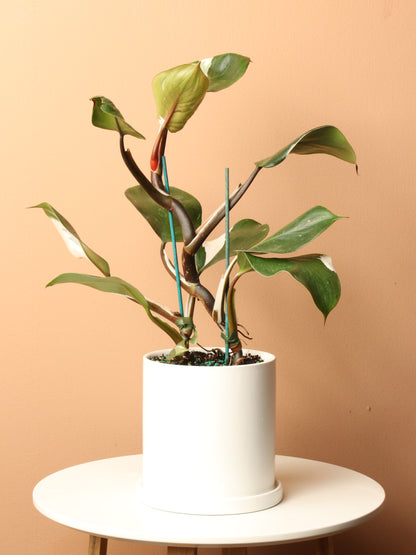 Medium Philodendron &
