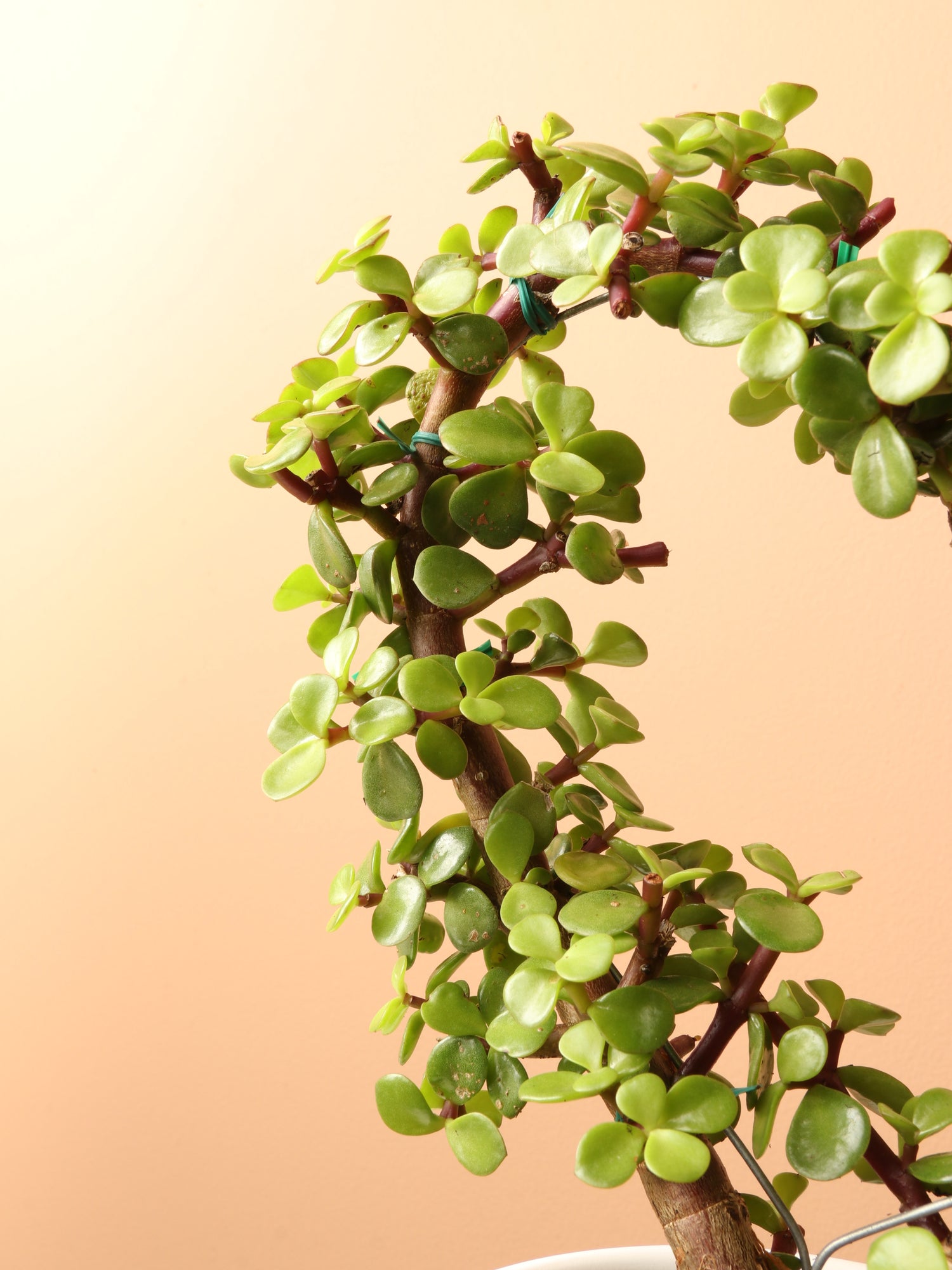 elephant vine succulent Buy Succulent Heart (Elephant Bush) Online | Succulent