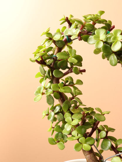 Medium Succulent Heart (Elephant Bush)
