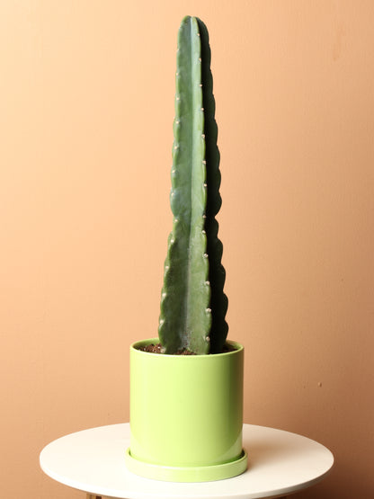 Medium Peruvian Cactus