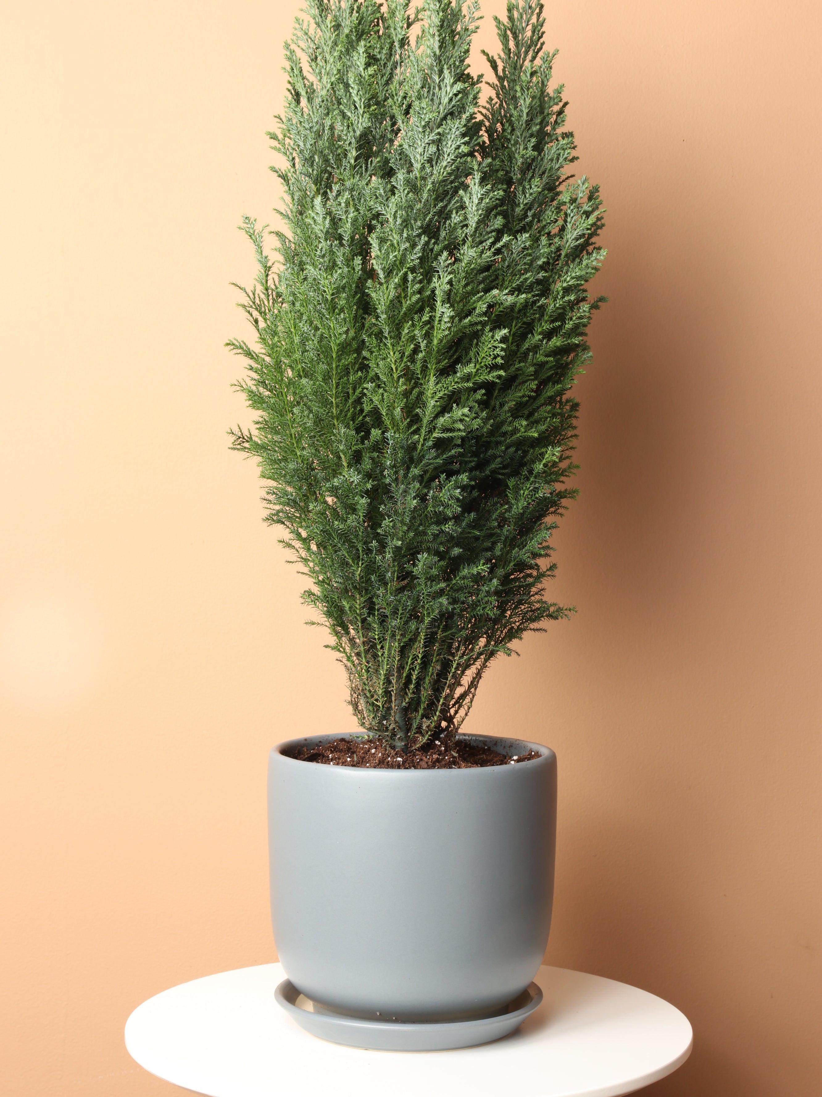 Medium European Cypress