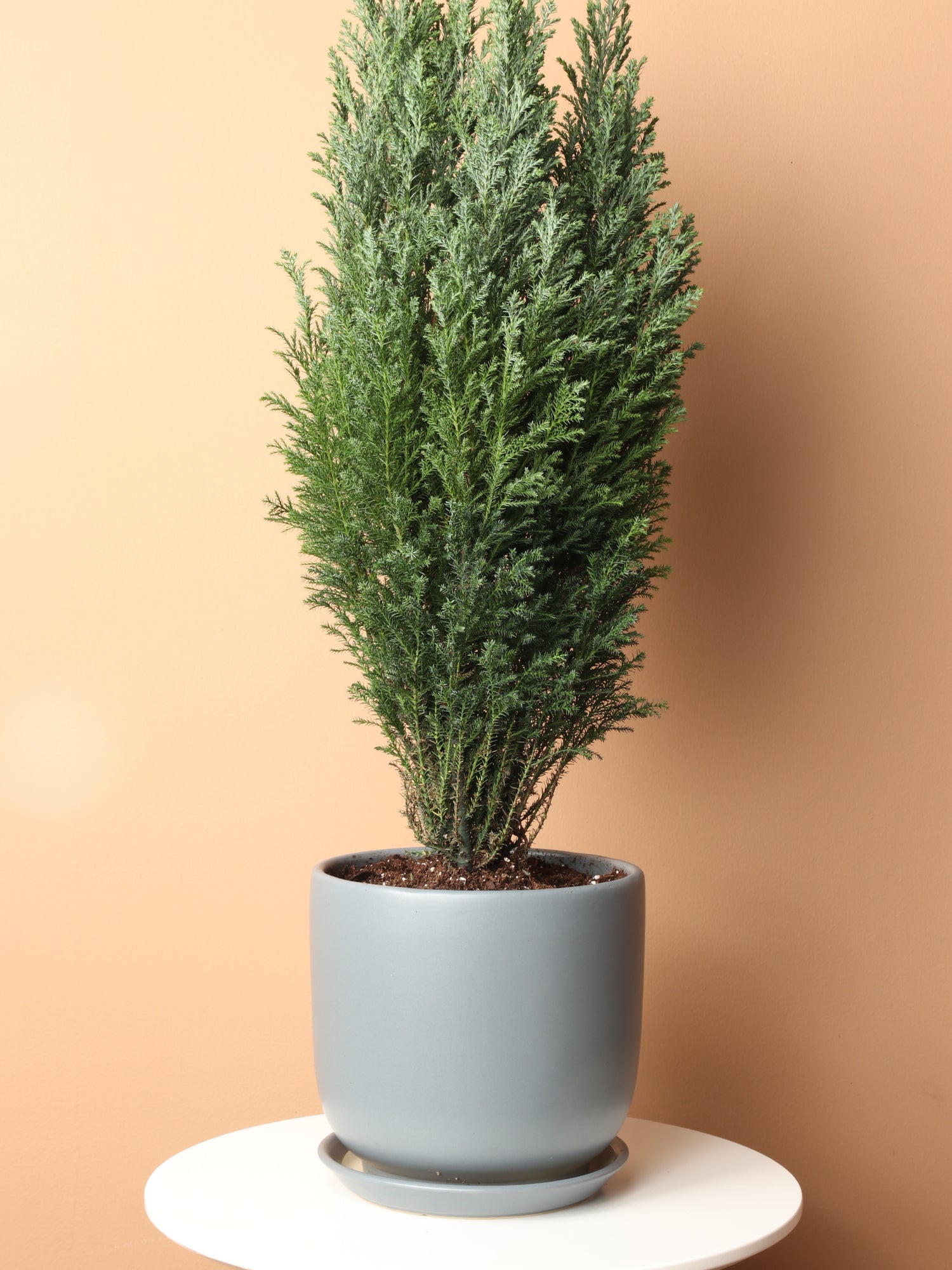 cypress house plant care Medium European Cypress