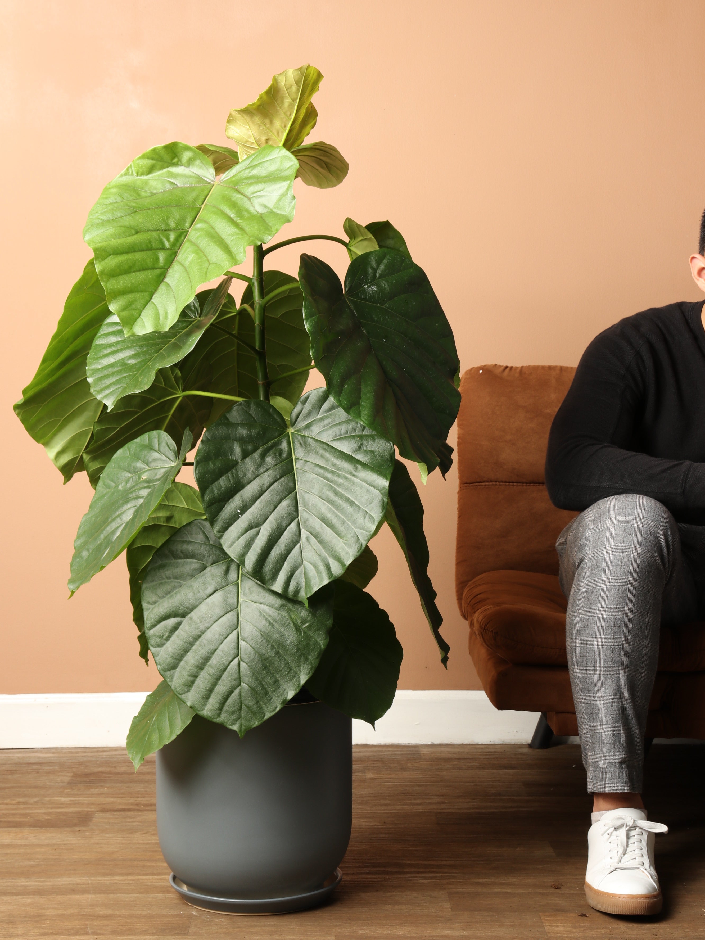 3-5 FT Ficus Umbellata – Dahing Plants