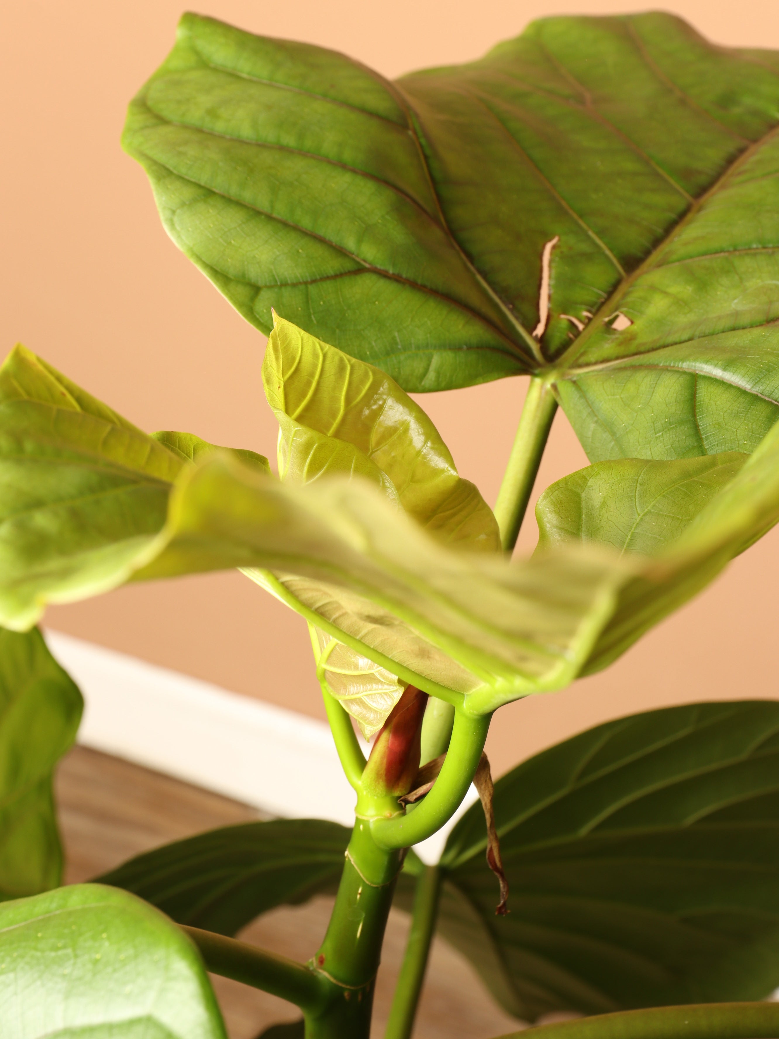 3-5 FT Ficus Umbellata – Dahing Plants