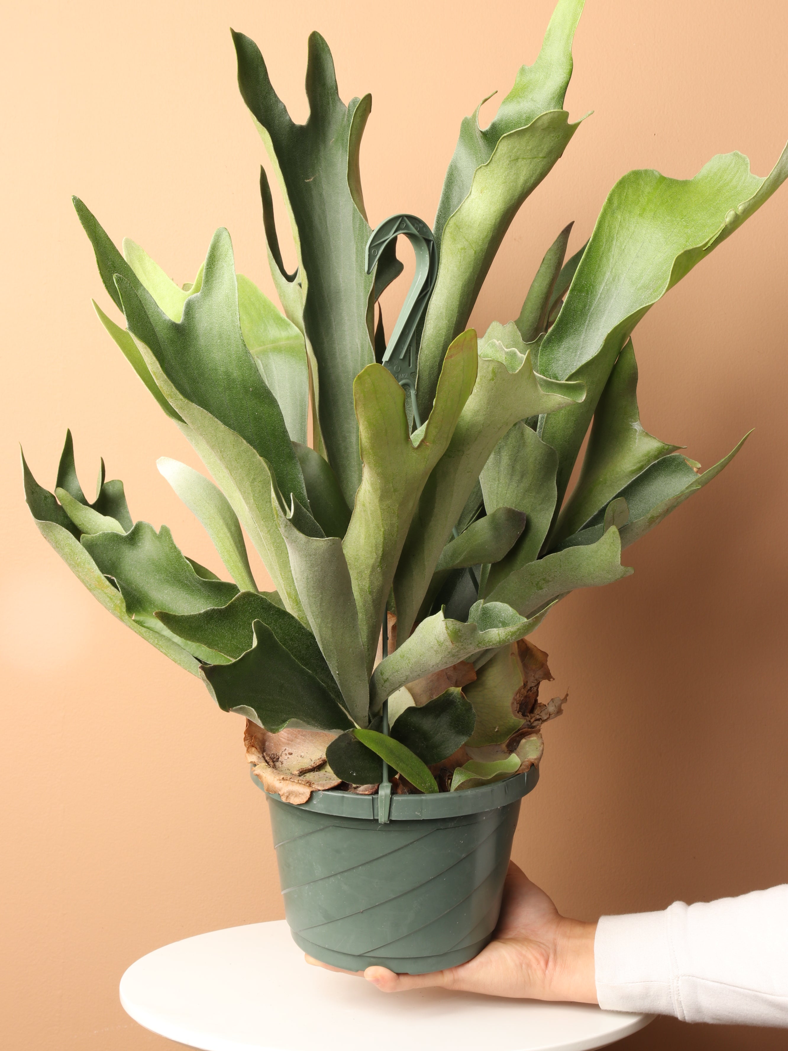 Hanging Staghorn Ferns